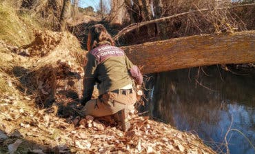 Agentes Forestales capturan mapaches abandonados en los ríos Henares y Jarama 