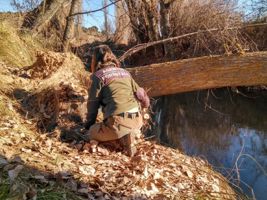 Agentes Forestales capturan mapaches abandonados en los ríos Henares y Jarama 