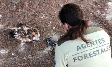 Hallan muerto en Campo Real un milano real, especie en peligro de extinción 