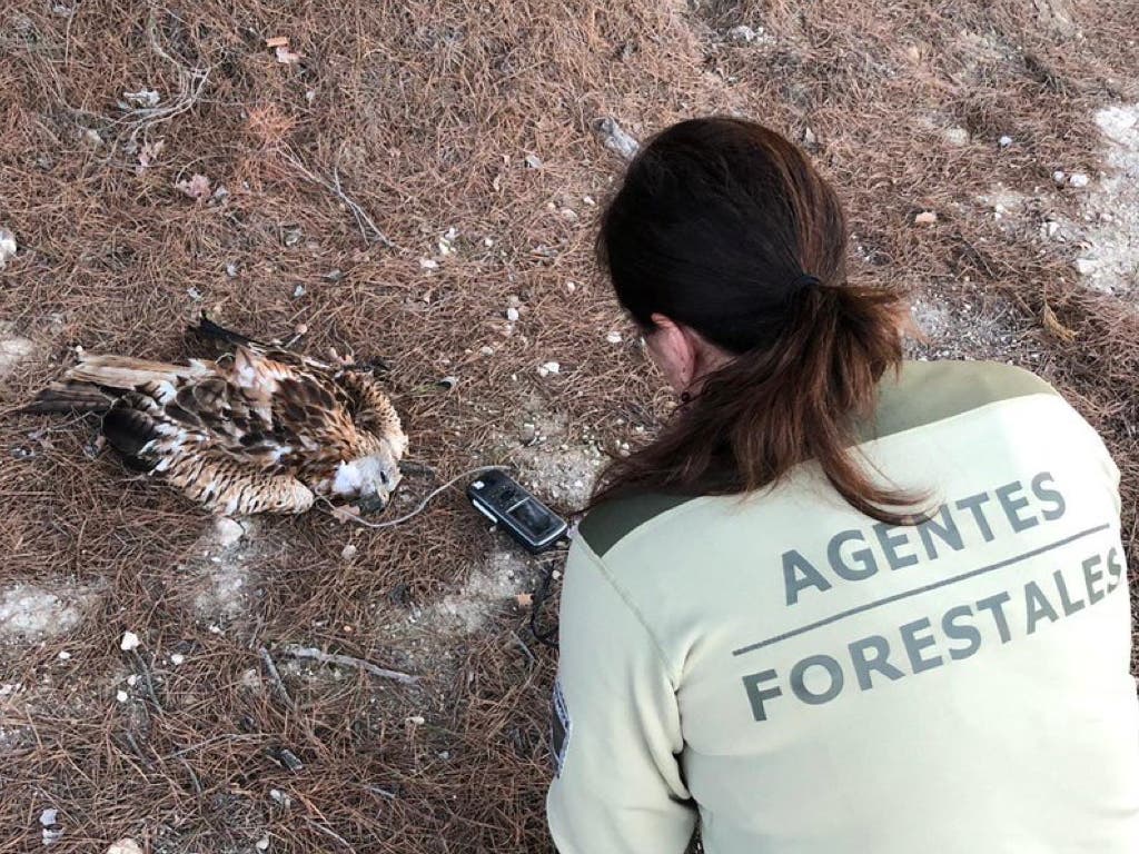 Hallan muerto en Campo Real un milano real, especie en peligro de extinción 