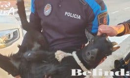 La odisea para atrapar a una cabra abandonada en Villalbilla