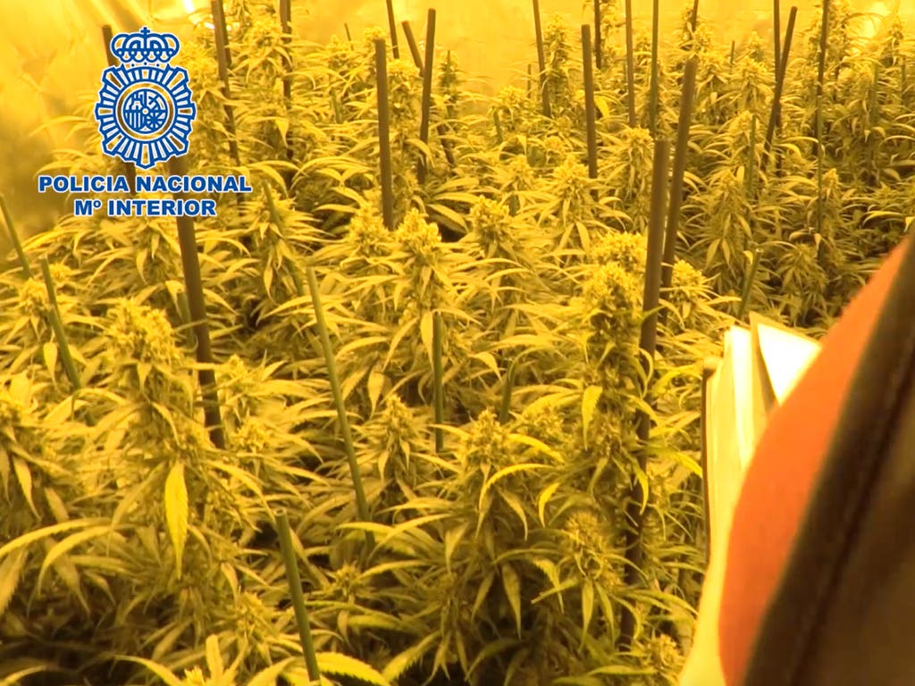 Cae un conocido clan que cultivaba marihuana en la Cañada Real