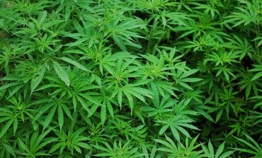 Un incendio descubre 1.000 plantas de marihuana en Daganzo 