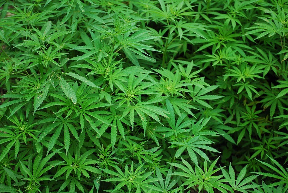 Un incendio descubre 1.000 plantas de marihuana en Daganzo 
