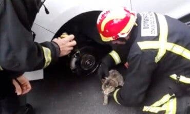Los Bomberos rescatan a un gato atrapado en un coche