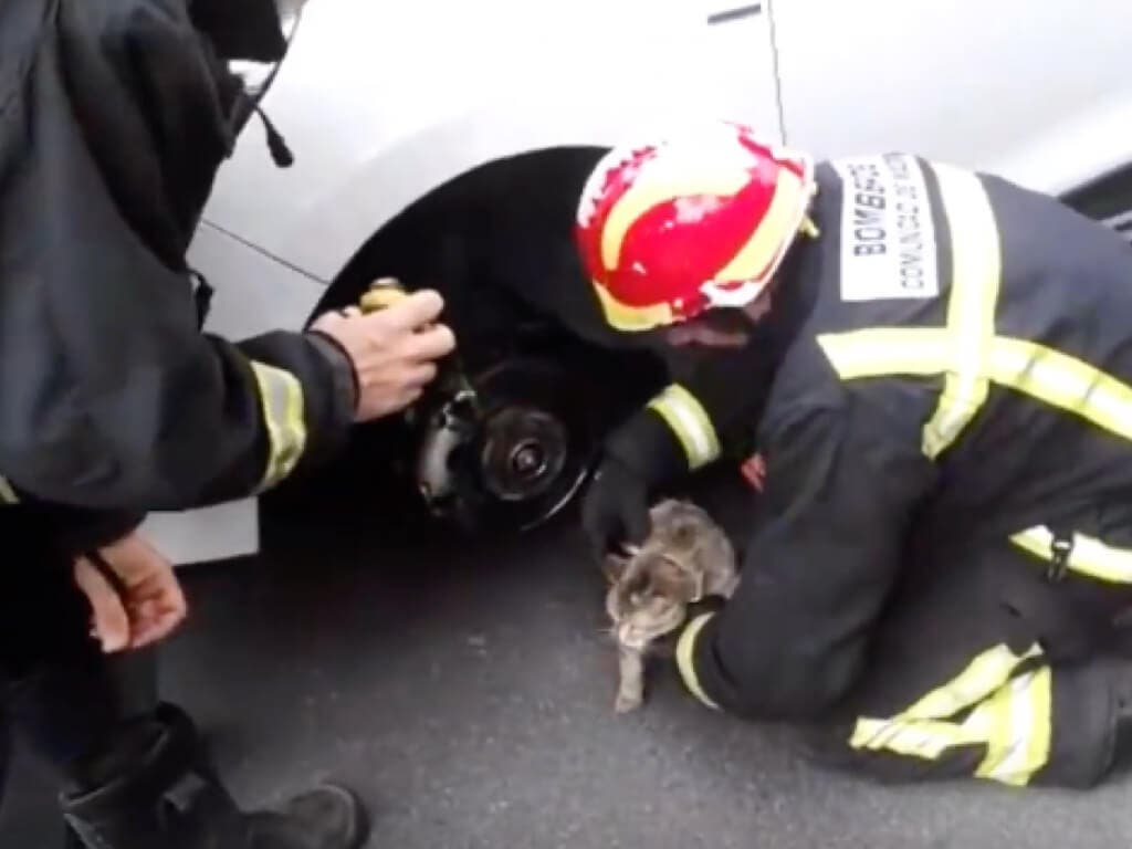 Los Bomberos rescatan a un gato atrapado en un coche