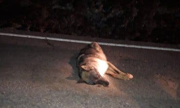 Muere atropellado un lobo en una carretera de la Comunidad de Madrid