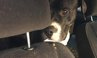 Rescatan a dos perros que llevaban varios días encerrados en un coche