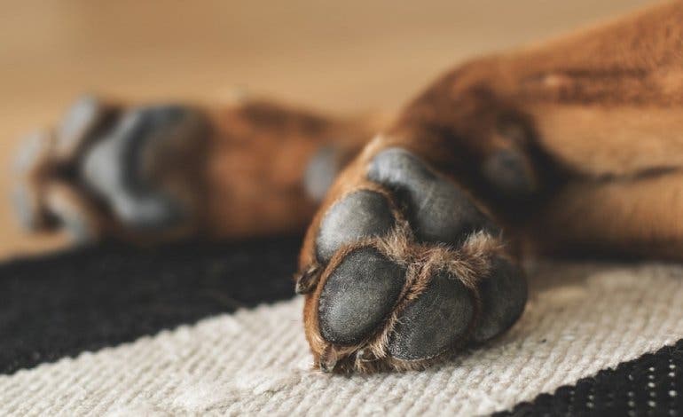 Investigan a un vecino de Valdemoro por arrojar a su perro desde un quinto piso en Nochebuena