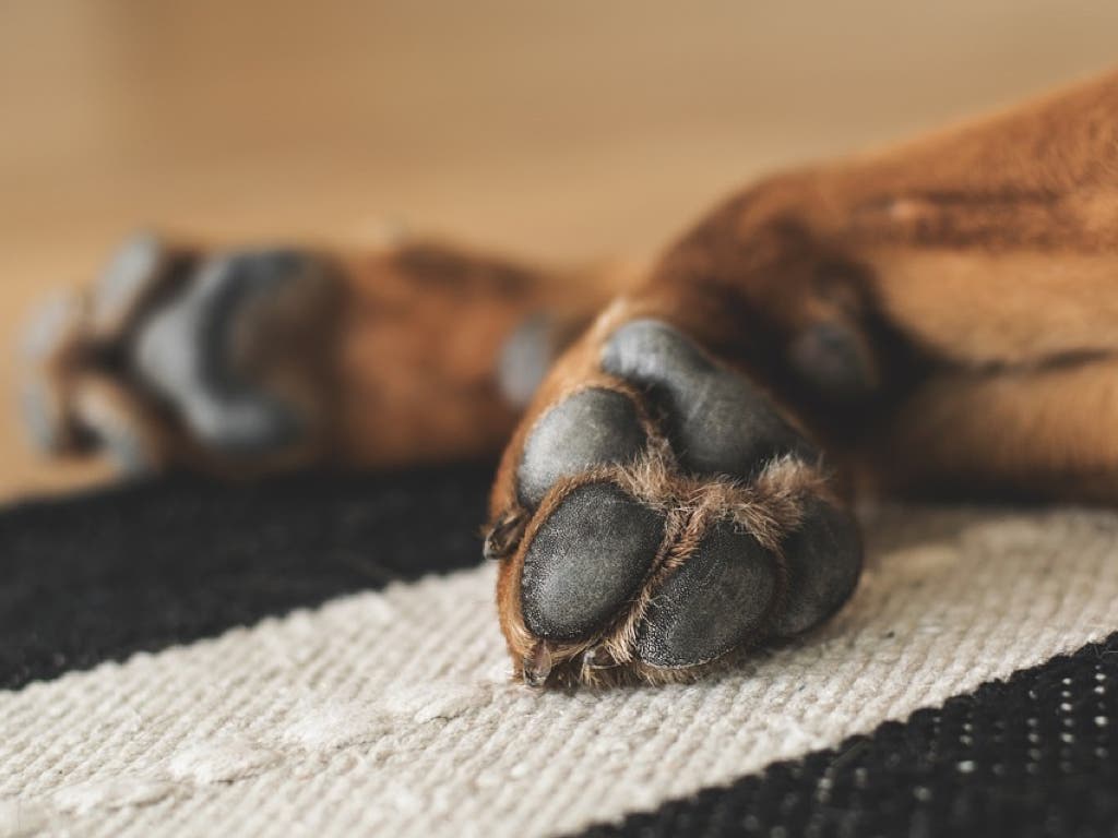 Rescatan a varios perros abandonados en un local de Guadalajara