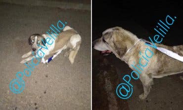 La Policía de Velilla recoge a dos perros sueltos en la M-208 y denuncia a su dueño