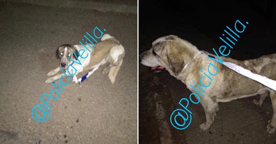 La Policía de Velilla recoge a dos perros sueltos en la M-208 y denuncia a su dueño