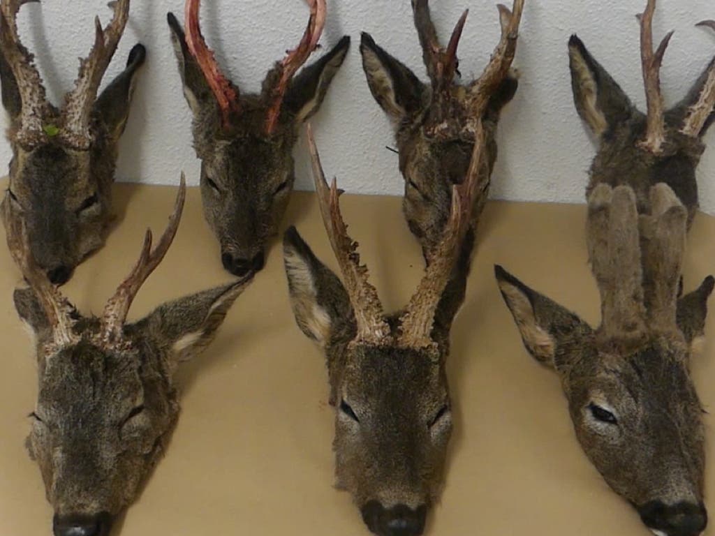 Detenidos en Torrejón dos cazadores furtivos de corzos 