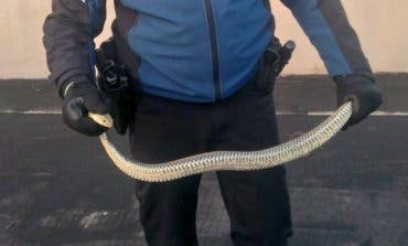 Capturan una serpiente bastarda en un garaje