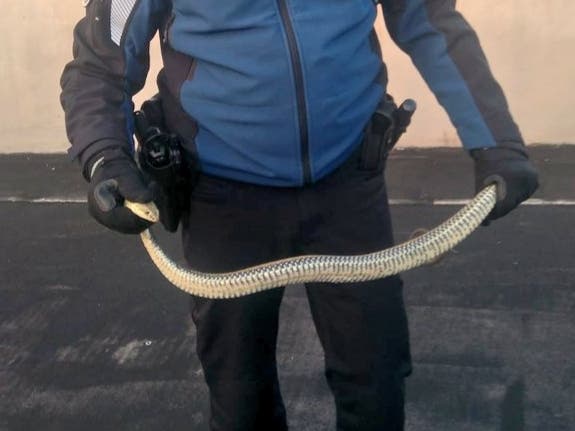 Capturan una serpiente bastarda en un garaje