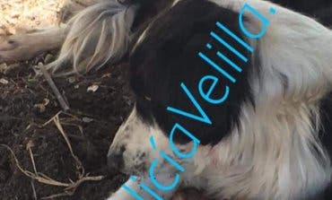 Un perro queda atrapado en un cepo en Velilla de San Antonio