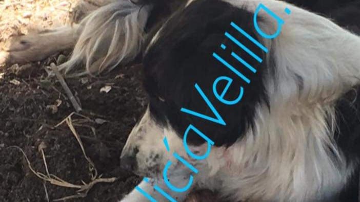 Un perro queda atrapado en un cepo en Velilla de San Antonio