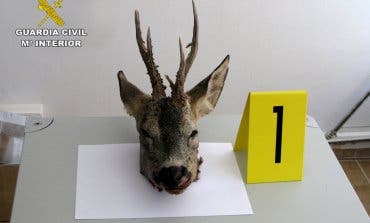 La Guardia Civil intensifica sus acciones contra la caza furtiva en Guadalajara