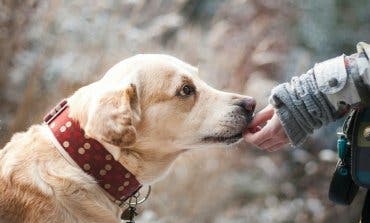 Sancionado en Alcalá de Henares por dejar a su perro en una furgoneta toda la noche