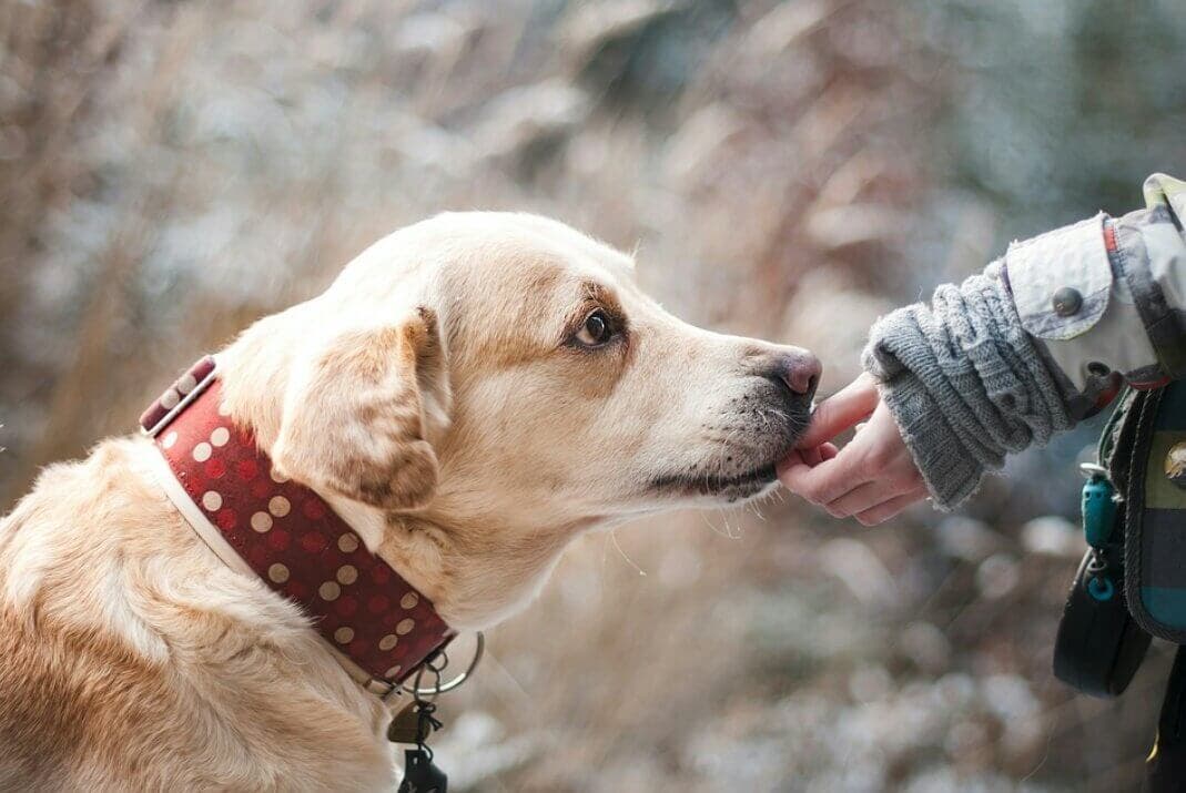 Sancionado en Alcalá de Henares por dejar a su perro en una furgoneta toda la noche