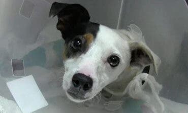 Juzgan a un cazador que disparó a un perro en Guadalajara