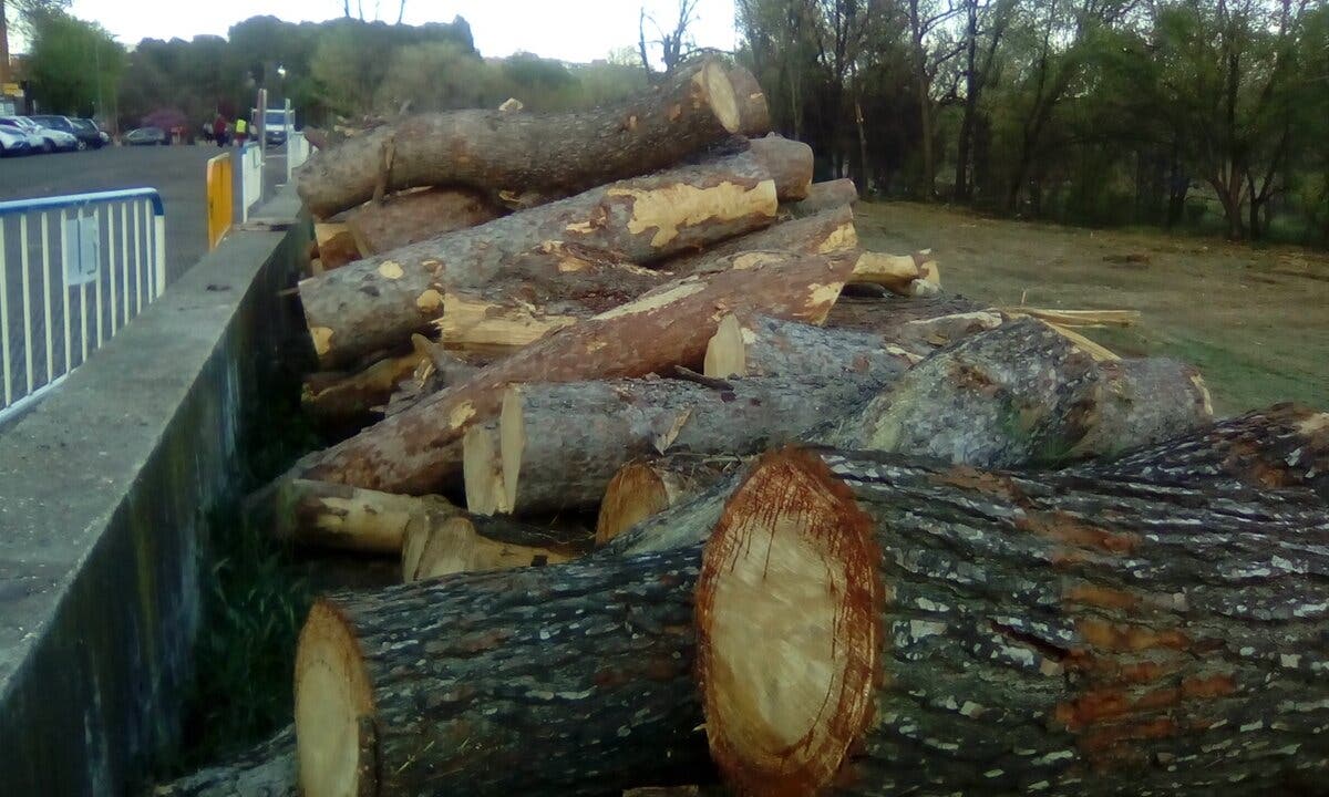 Denuncian ante el Seprona la tala de árboles en Alcalá de Henares