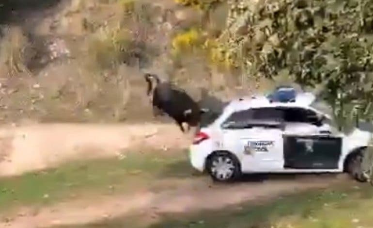 Un toro bravo se escapa y siembra el pánico en Galapagar