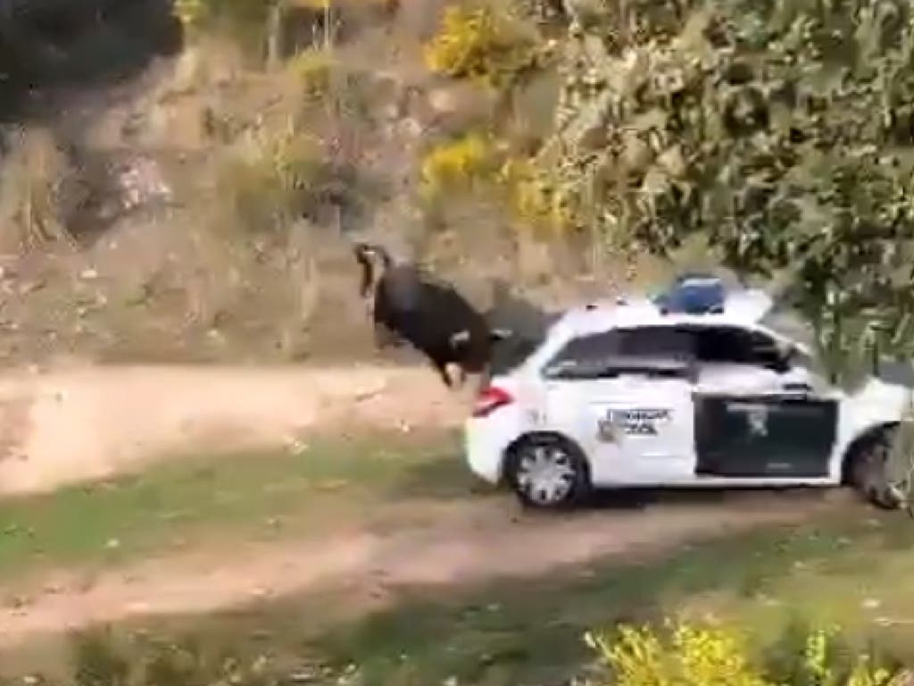 Un toro bravo se escapa y siembra el pánico en Galapagar