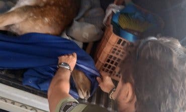 Rescatan a una hembra de gamo embarazada y atropellada en la M-501