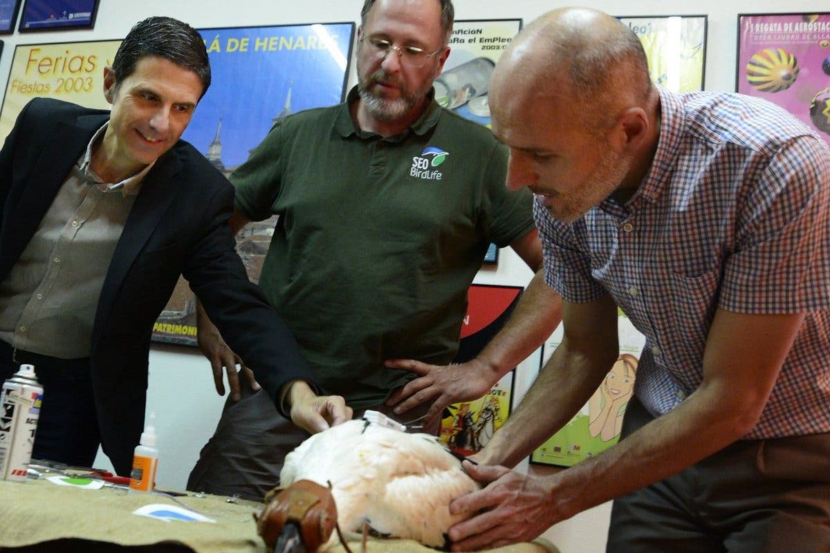 Alcalá de Henares instala GPS a un pollo de cigüeña para seguirlo