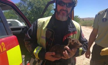 Rescatan a una cría de corzo en un incendio en Torrejón