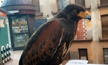 Los halcones sobrevuelan Guadalajara para ahuyentar a las palomas