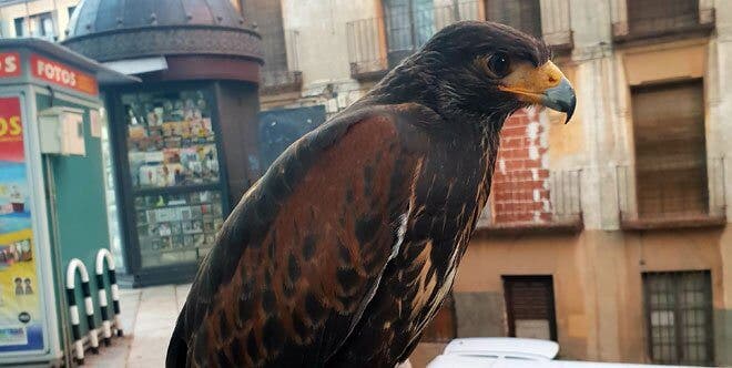 Los halcones sobrevuelan Guadalajara para ahuyentar a las palomas