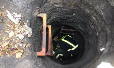Los Bomberos rescatan a dos patitos que habían caído a una alcantarilla en Madrid 