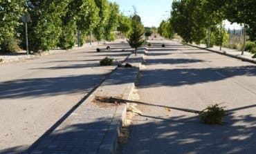 Arrancan una decena de árboles recientemente plantados en Cabanillas