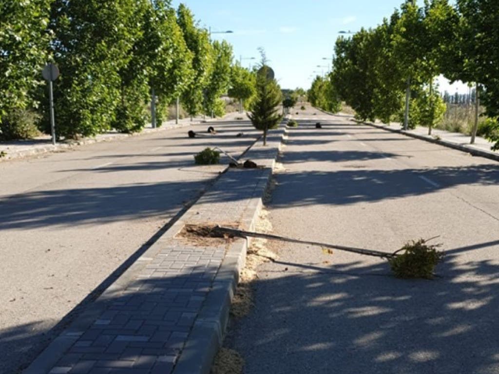 Arrancan una decena de árboles recientemente plantados en Cabanillas