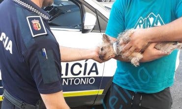 Rescatan a un perro en una piscina de Velilla de San Antonio