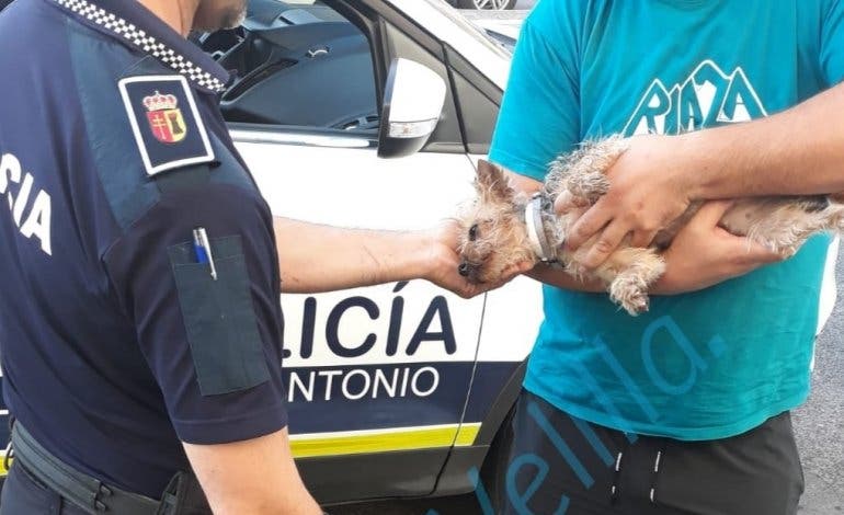 Rescatan a un perro en una piscina de Velilla de San Antonio