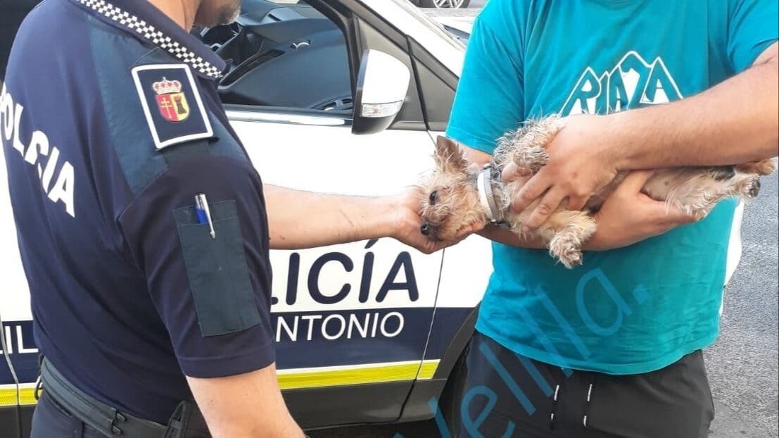 Rescatan a un perro en una piscina de Velilla de San Antonio