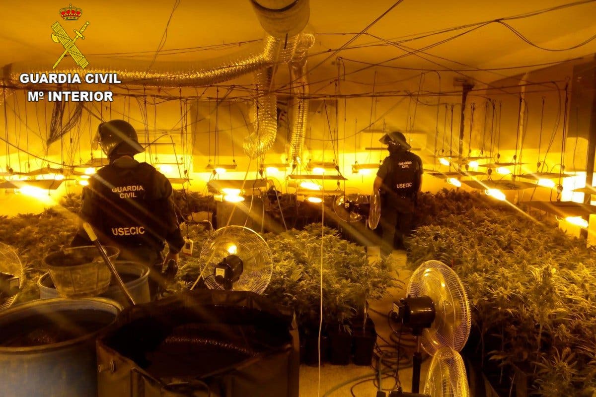 Desmantelada en Pioz una plantación de marihuana con más de 1.000 plantas