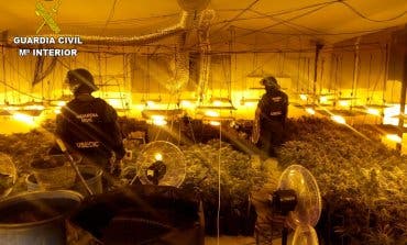 Desmantelada en Pioz una plantación de marihuana con más de 1.000 plantas