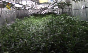 Desmantelan en Guadalajara una plantación de marihuana oculta en un garaje