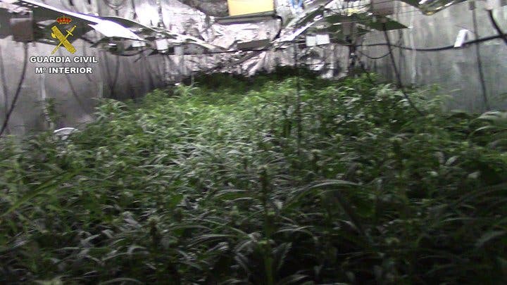 Desmantelan en Guadalajara una plantación de marihuana oculta en un garaje