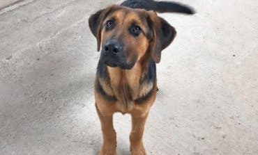 Cabanillas sancionará a los dueños de perros que vayan sueltos