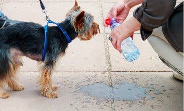 Comienzan a sentirse los efectos de la ola de calor en Madrid