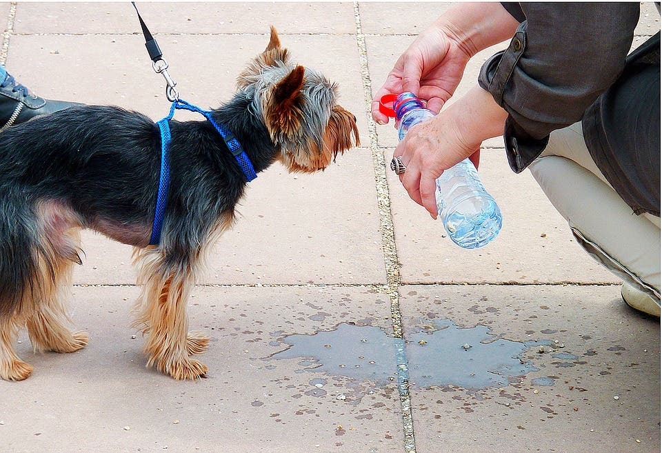 Comienzan a sentirse los efectos de la ola de calor en Madrid