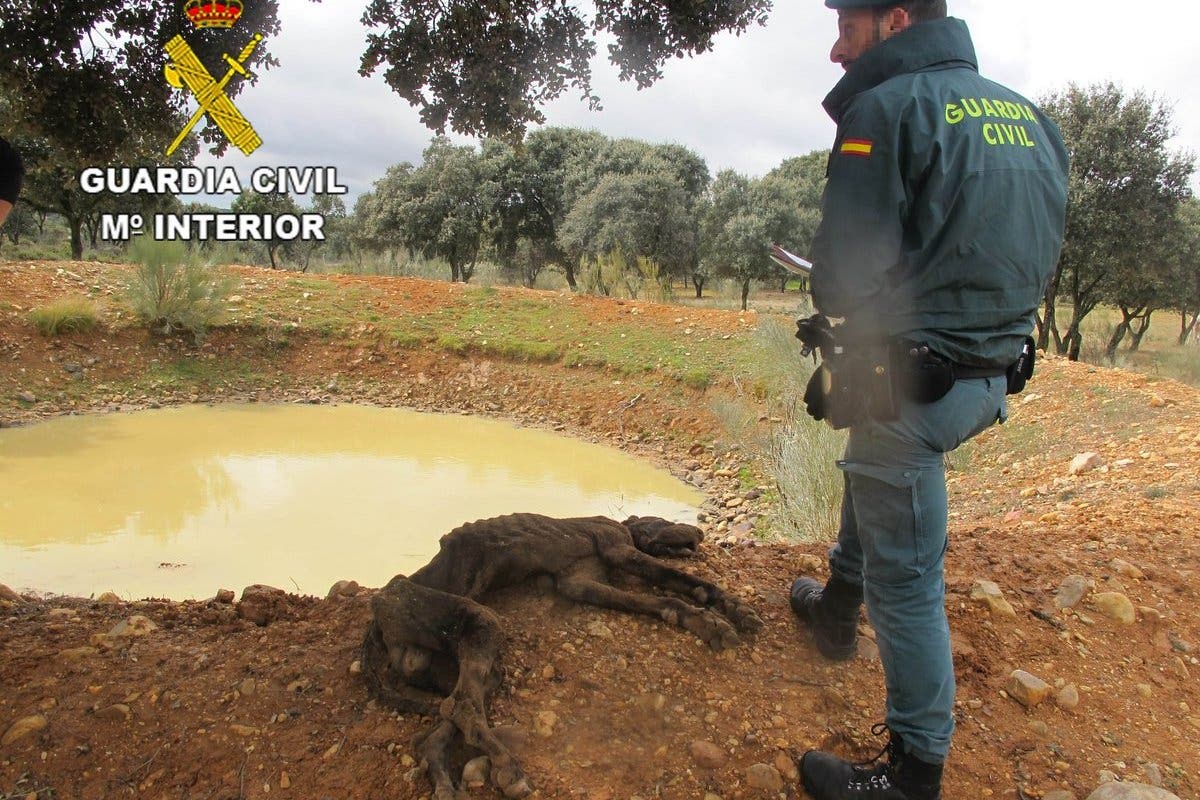 Un investigado por maltrato animal en El Casar