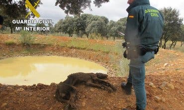 Un investigado por maltrato animal en El Casar