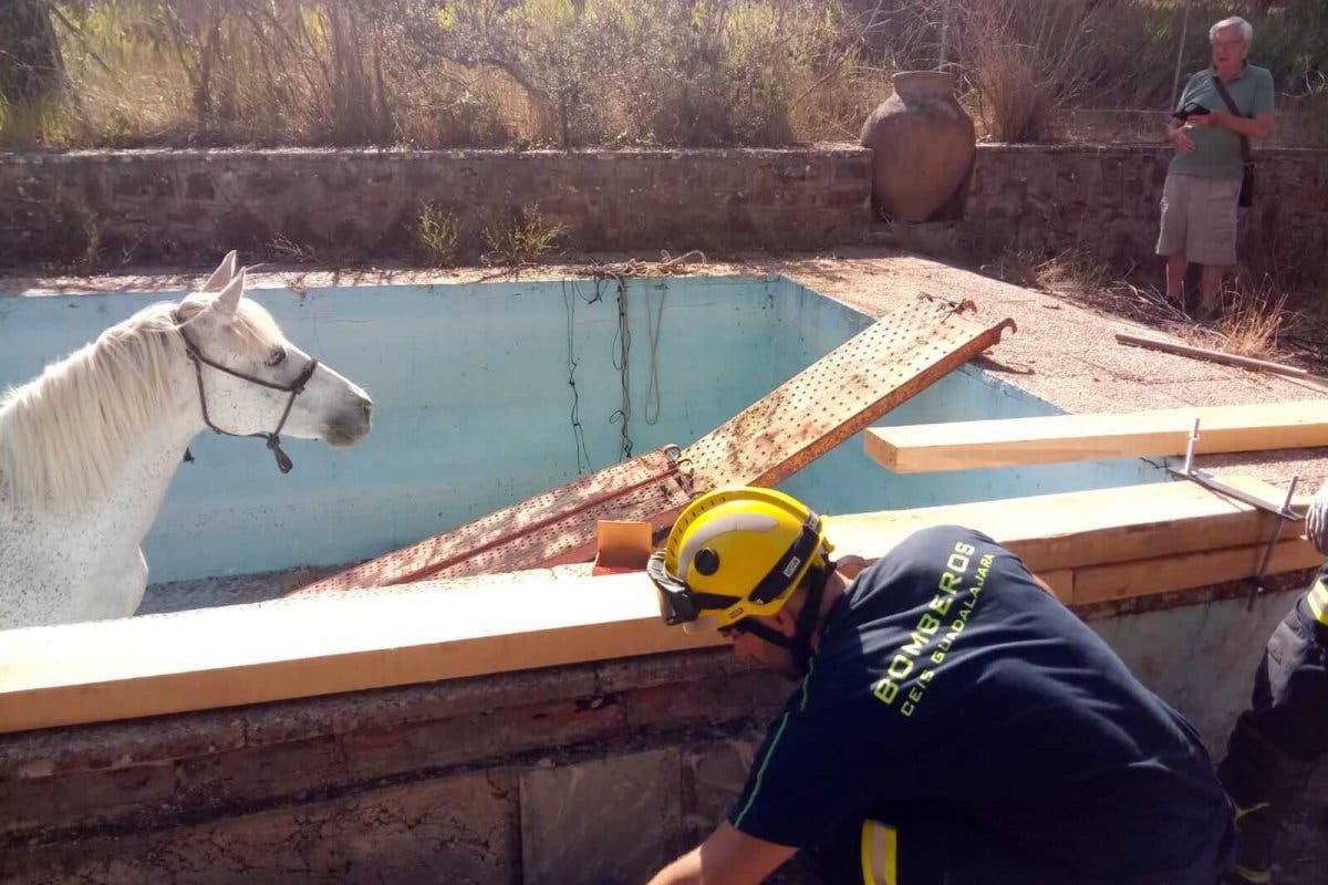 Rescatan a una yegua que había caído a un estanque en Sigüenza