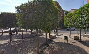 Alcalá de Henares trasplantará 14 árboles de Vía Complutense